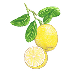 KORA Organics Lemon Illustration