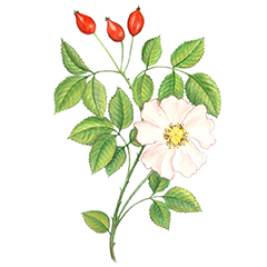 KORA Organics Rosehip Illustration