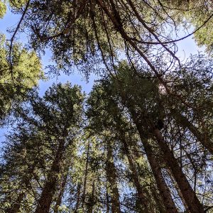 Forest Bathing – Shinrin-Yoku Anita Rosenberg explains Forest Bathing