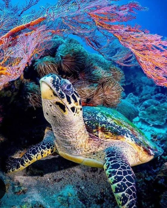BE THE DIFFERENCE TURTLE 750px