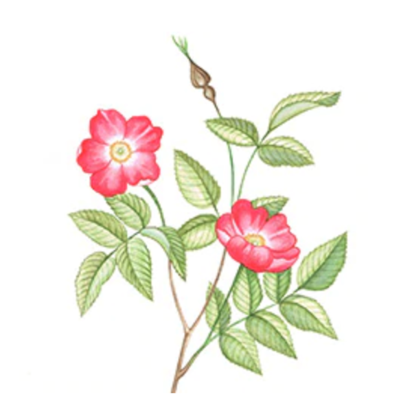 ALPINE ROSE superfood ingredient for our skincare.